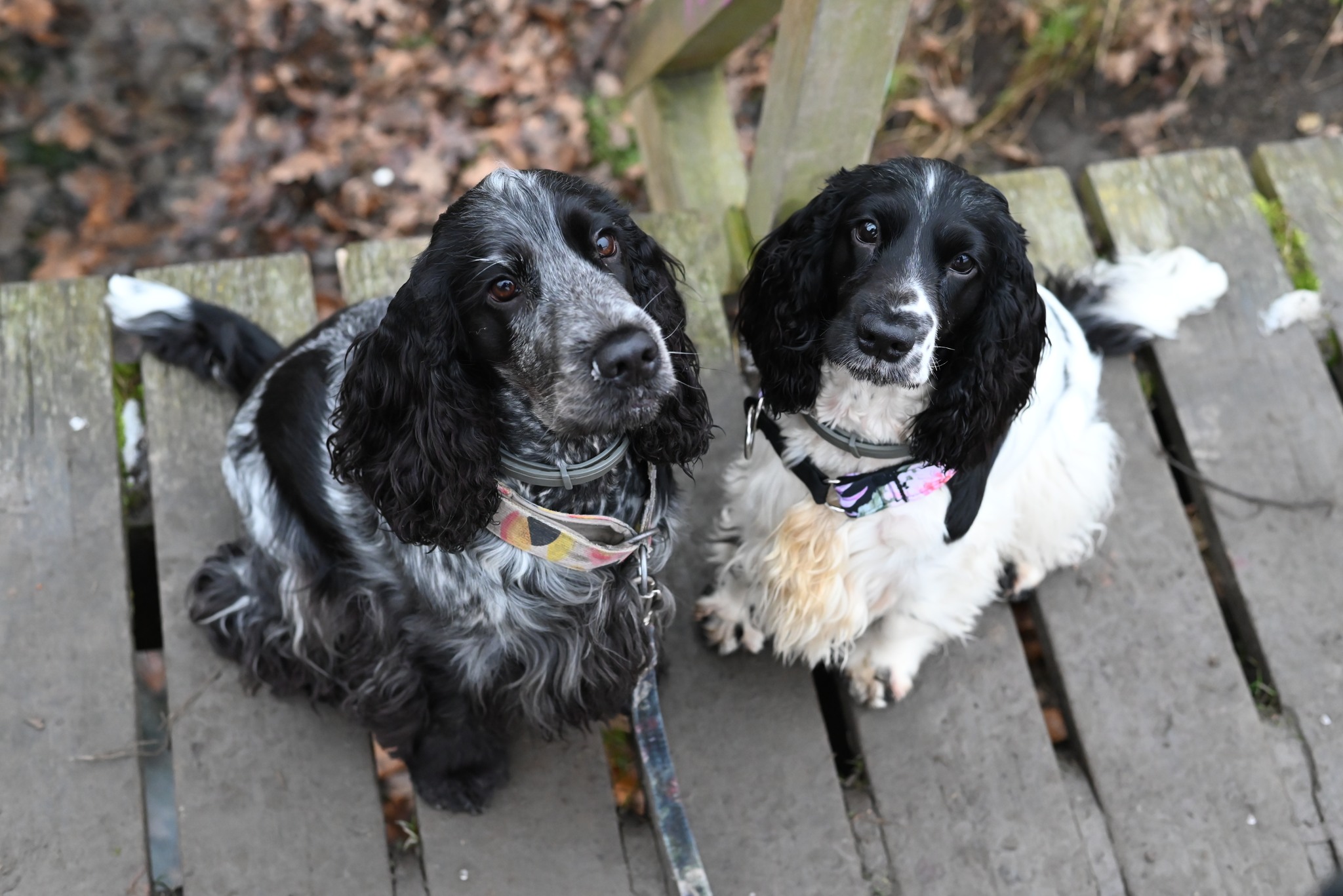 Hodowla... - Hodowla Pod Jaworem - Cocker Spaniel Angielski
