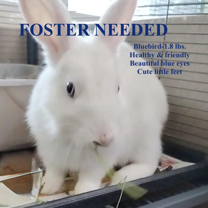 East Bay Rabbit Rescue | Livermore CA