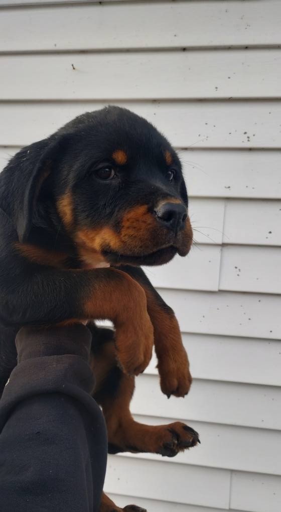 County K Rottweilers