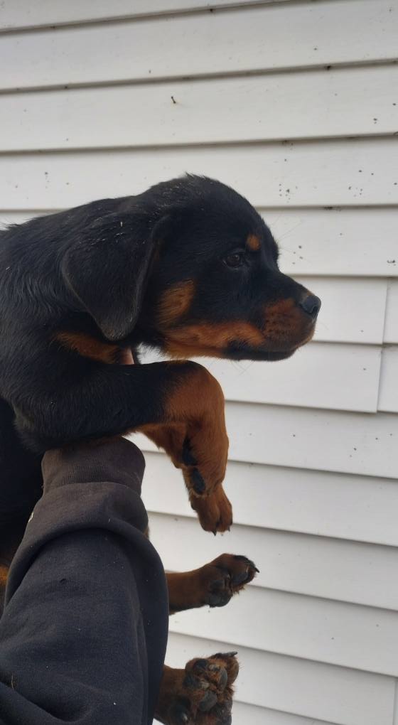 County K Rottweilers