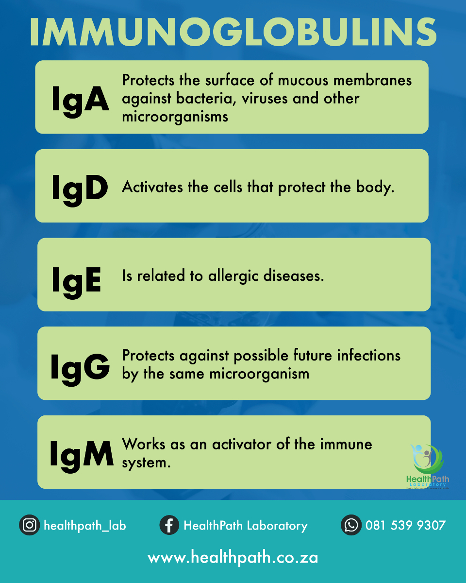 🧬 Understanding Immunoglobulins:... - HealthPath Laboratory