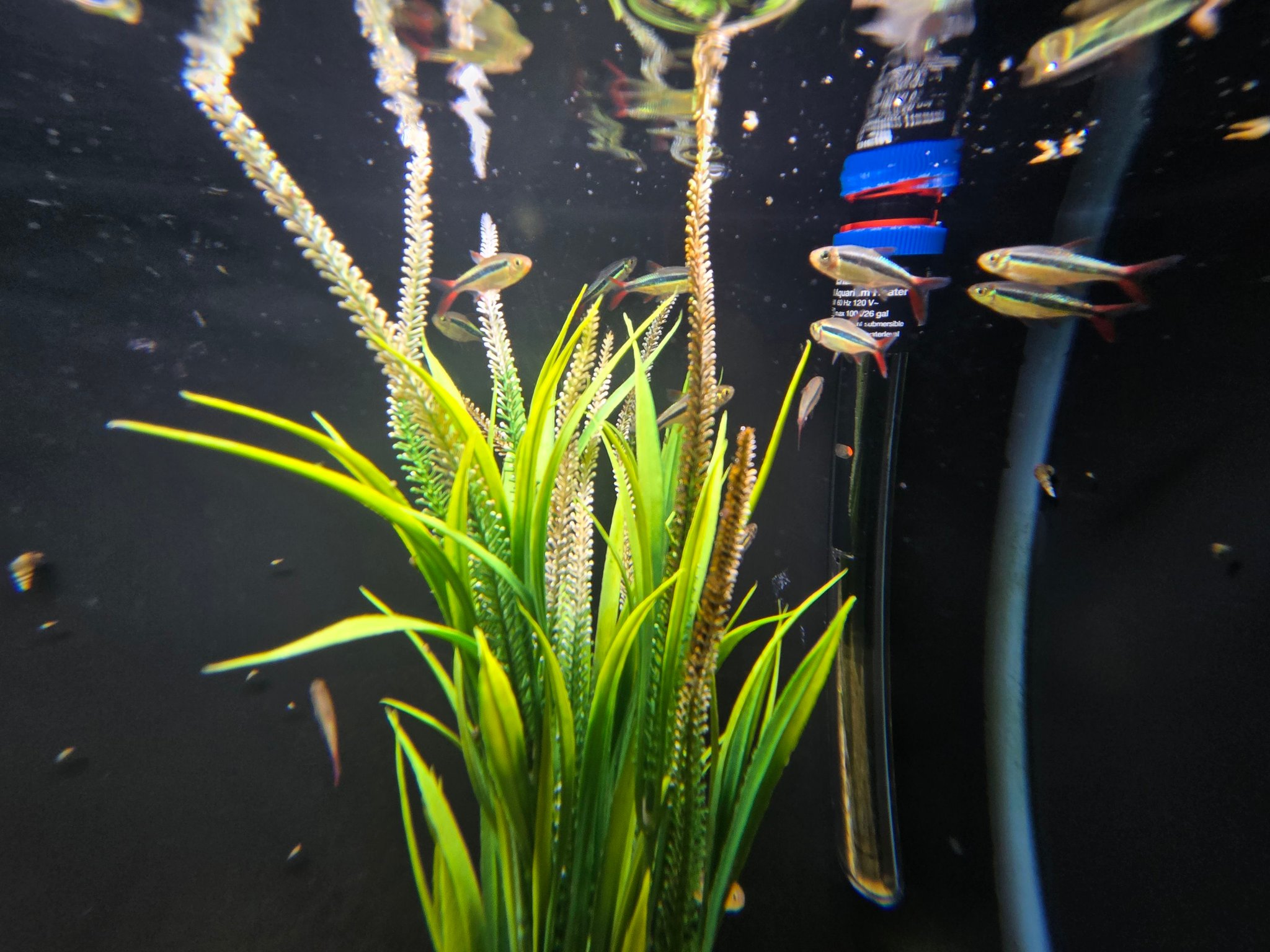 Fish Gallery