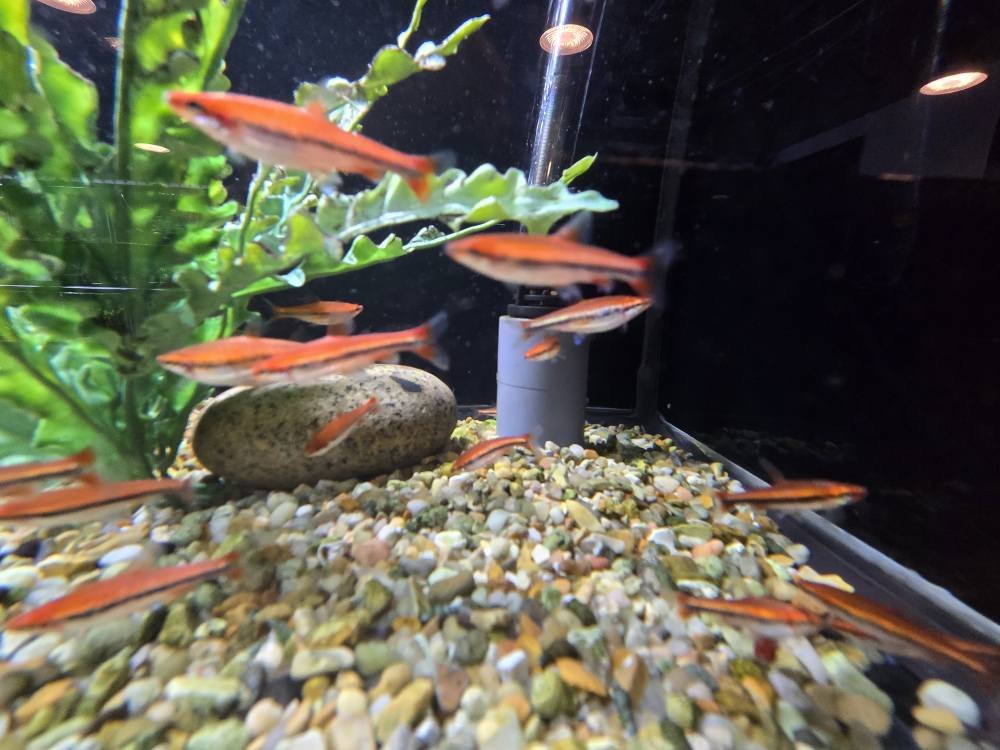 Fish Gallery