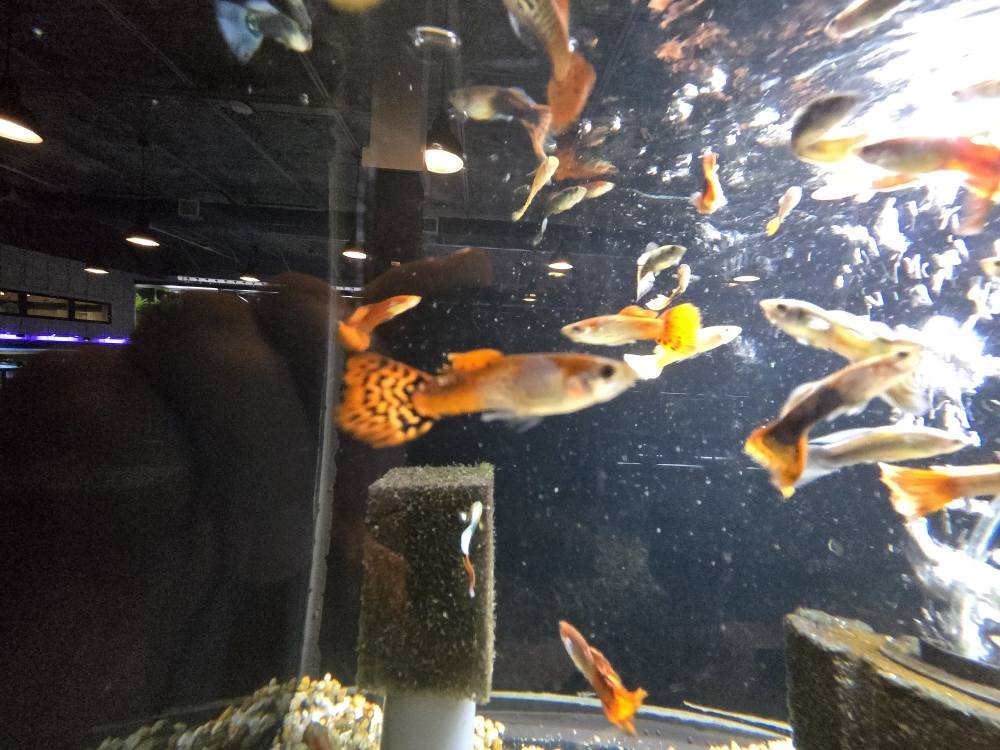 Fish Gallery