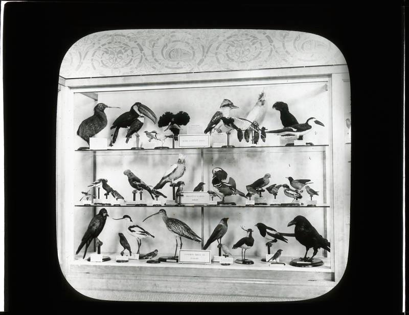 Louis Agassiz Fuertes' legacy in ornithology and art