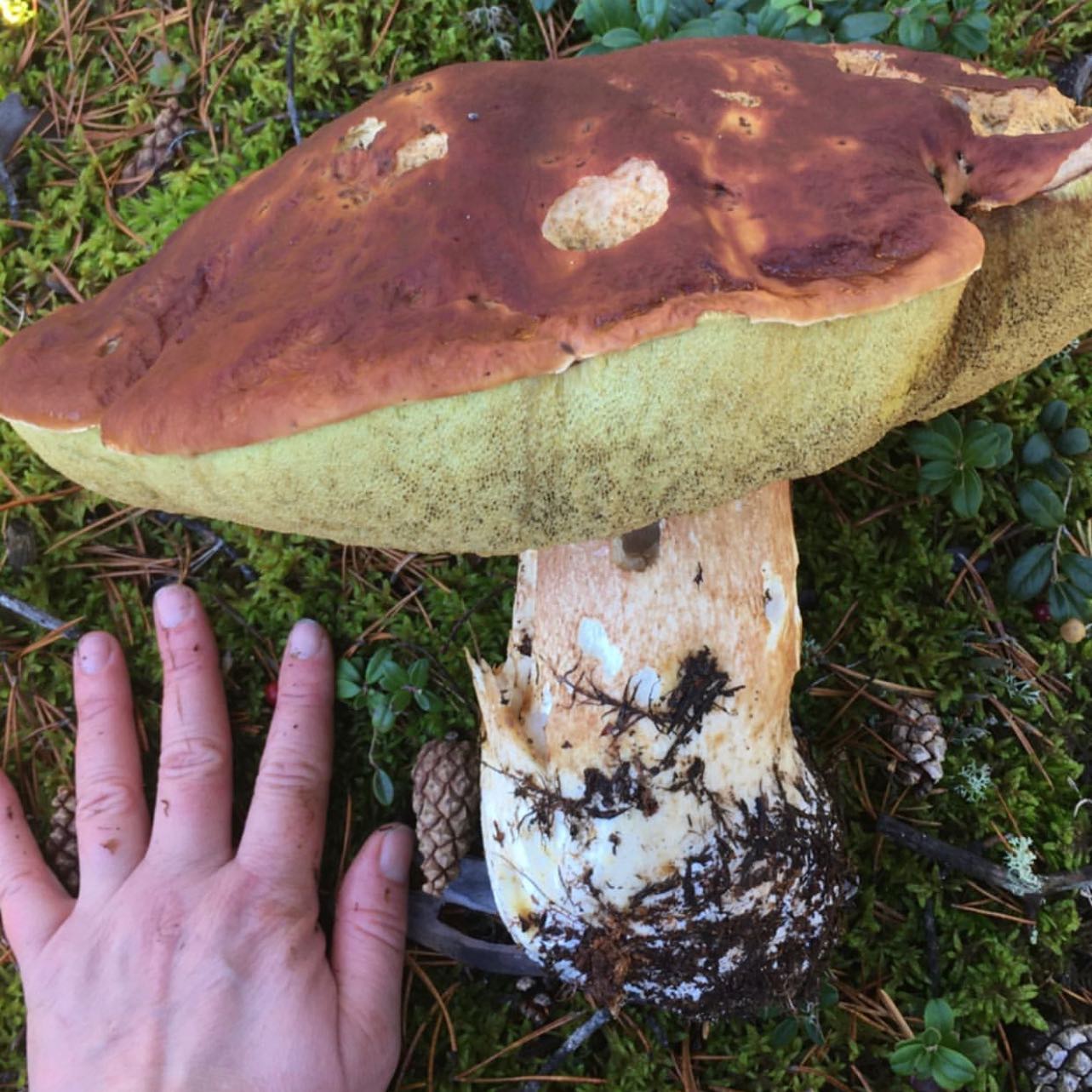 Oi Trøndersk Mat og Drikke - 🍄 Lær om sopp! ⬆️ Sjekk ut vårt høydepunkt ...