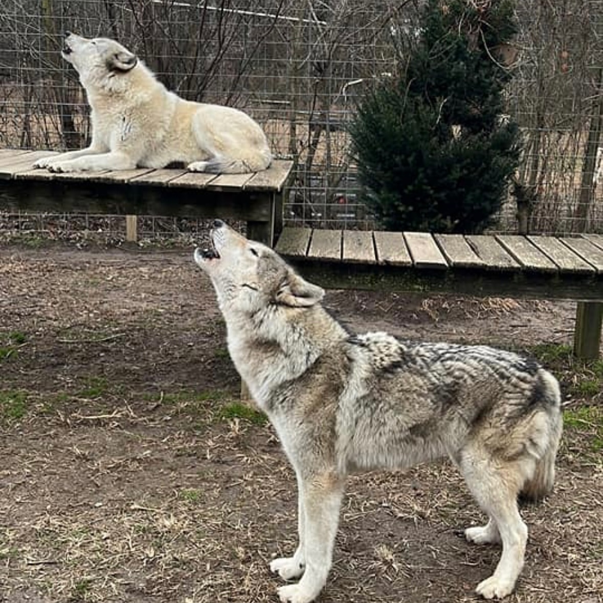 Howling Woods Farm | Jackson NJ