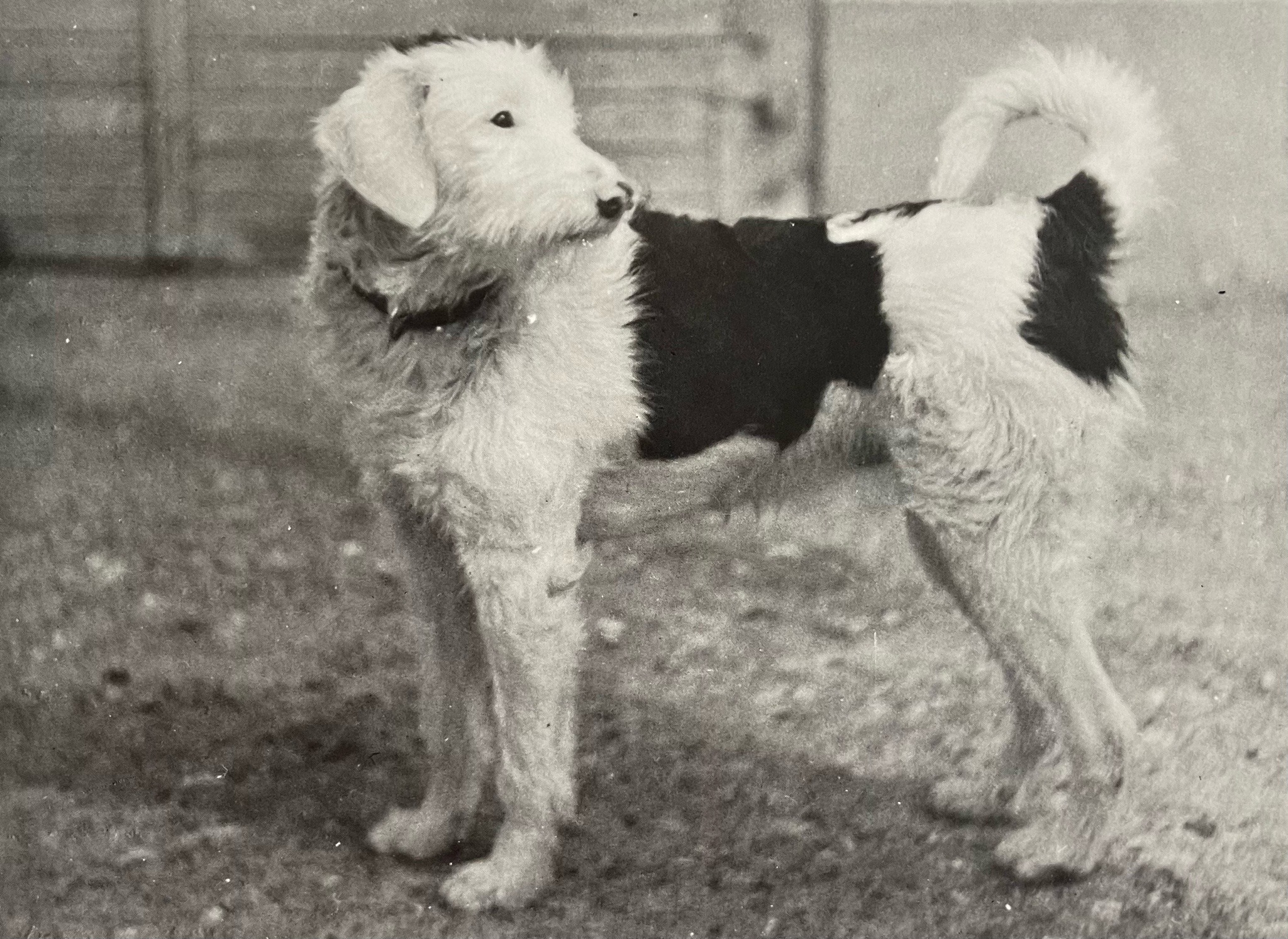 THE VISIBLE DOG Assembly Kit Renwal, 1961 Click for Full Image