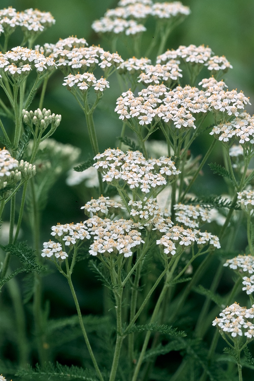 Strictly - Yarrow (Achillea millefolium) in its pure white form. The ...