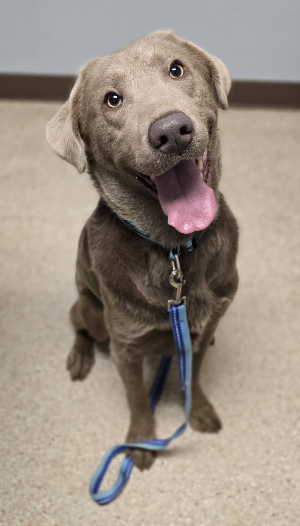 Mineral County Humane... - Mineral County Humane Society
