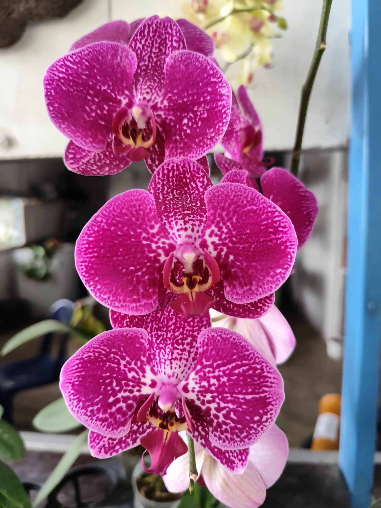 💜 Zygonisia Murasaki Komachi – The Purple Whisper of Elegance