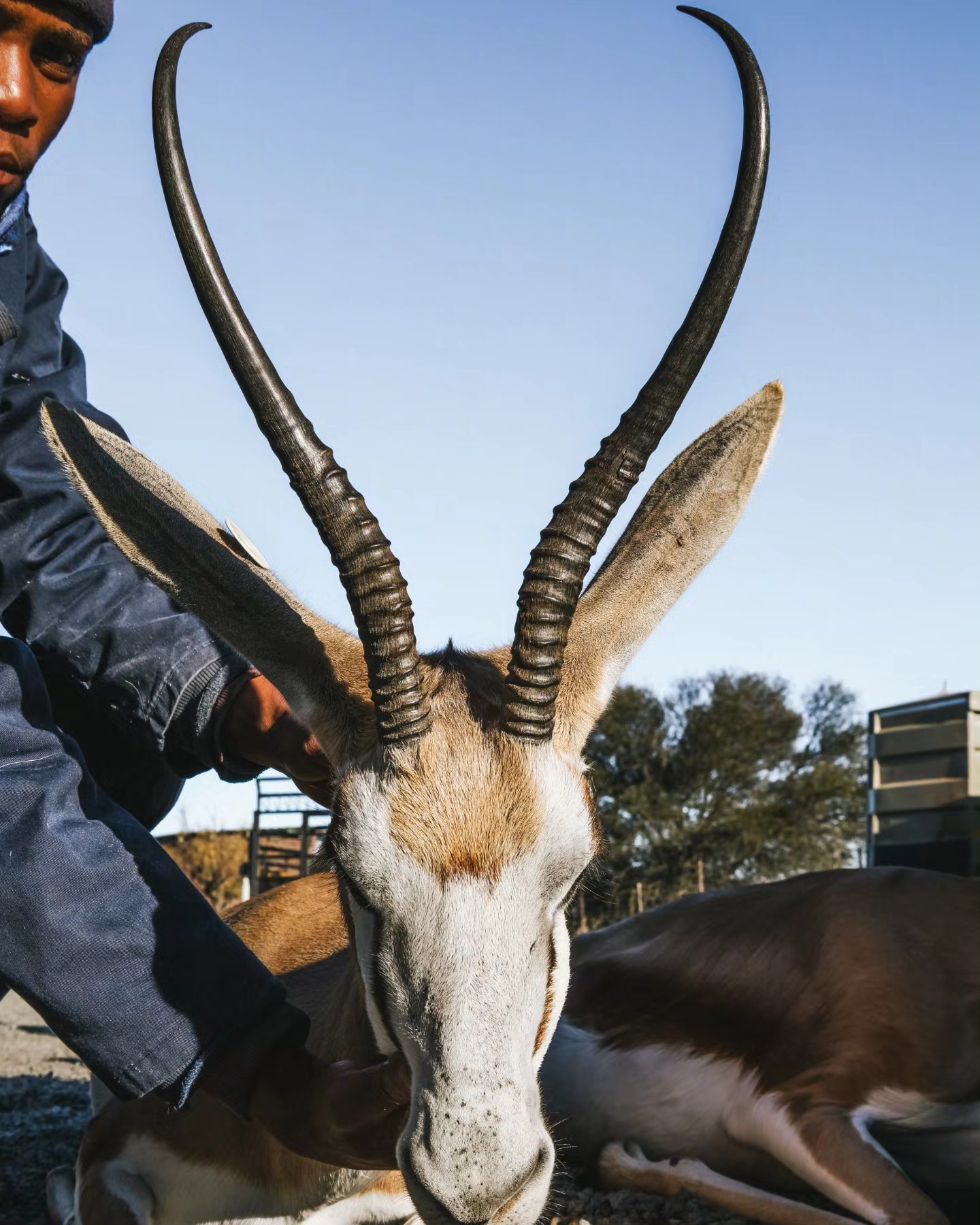 MEGA SPRINGBUCK | De Aar