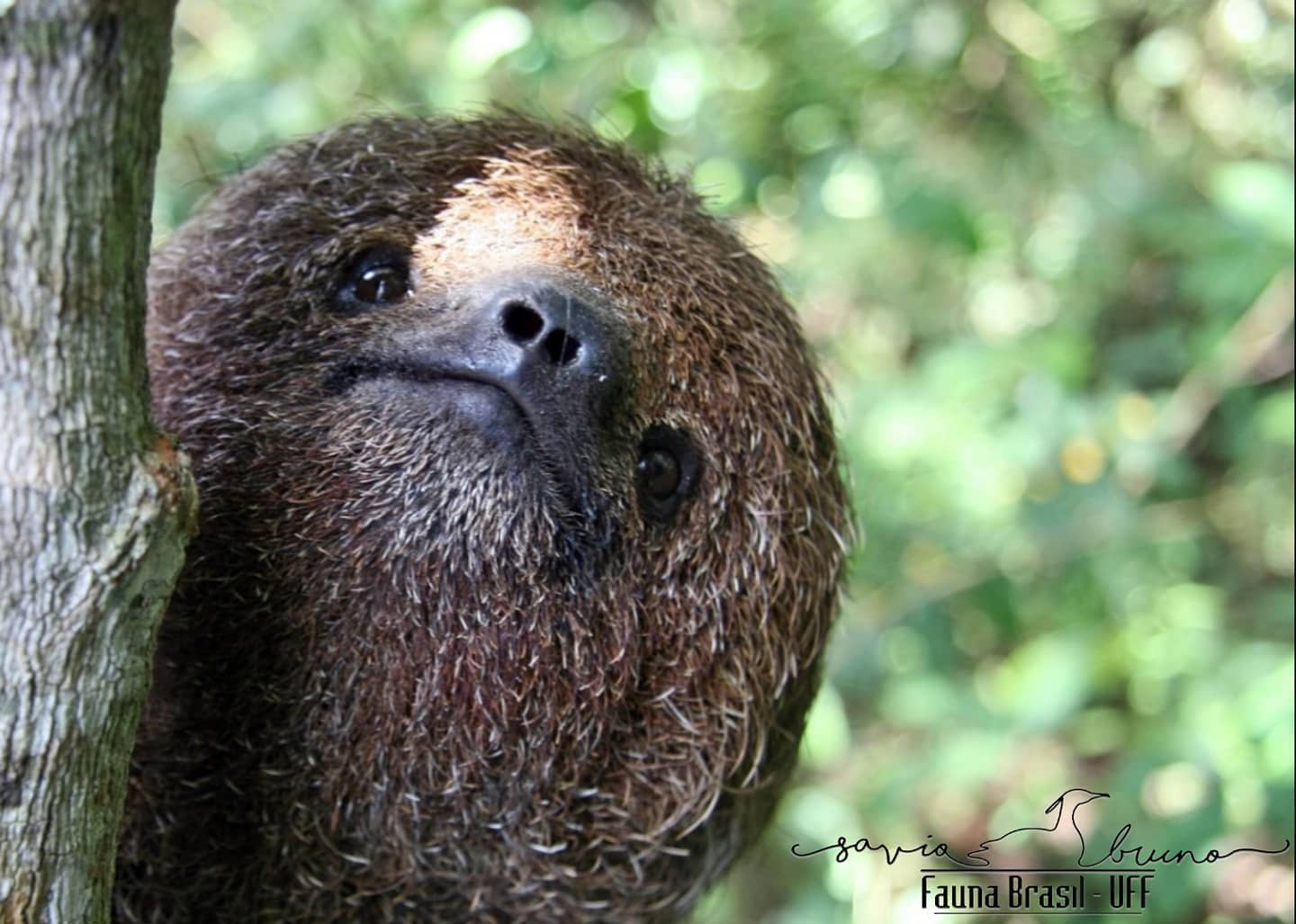 Fauna Brasil - UFF - 🇧🇷 Preguiça-de-coleira; aí-pixuna 📖 Bradypus ...