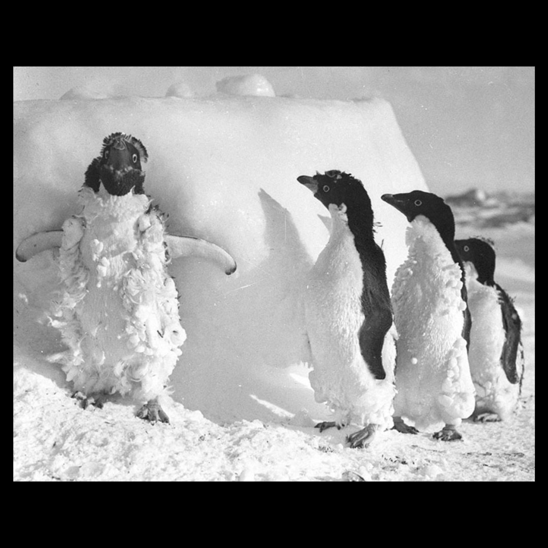 New - Crickey! News just in has Adélie penguins (Pygoscelis adeliae ...