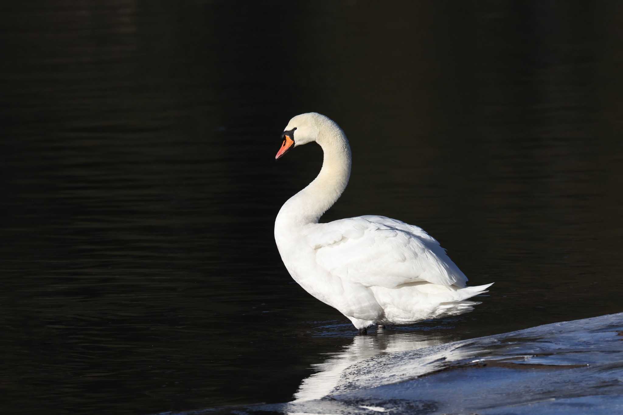 BirdLife Norge Drøbak - Frogn lokallag | Drøbak