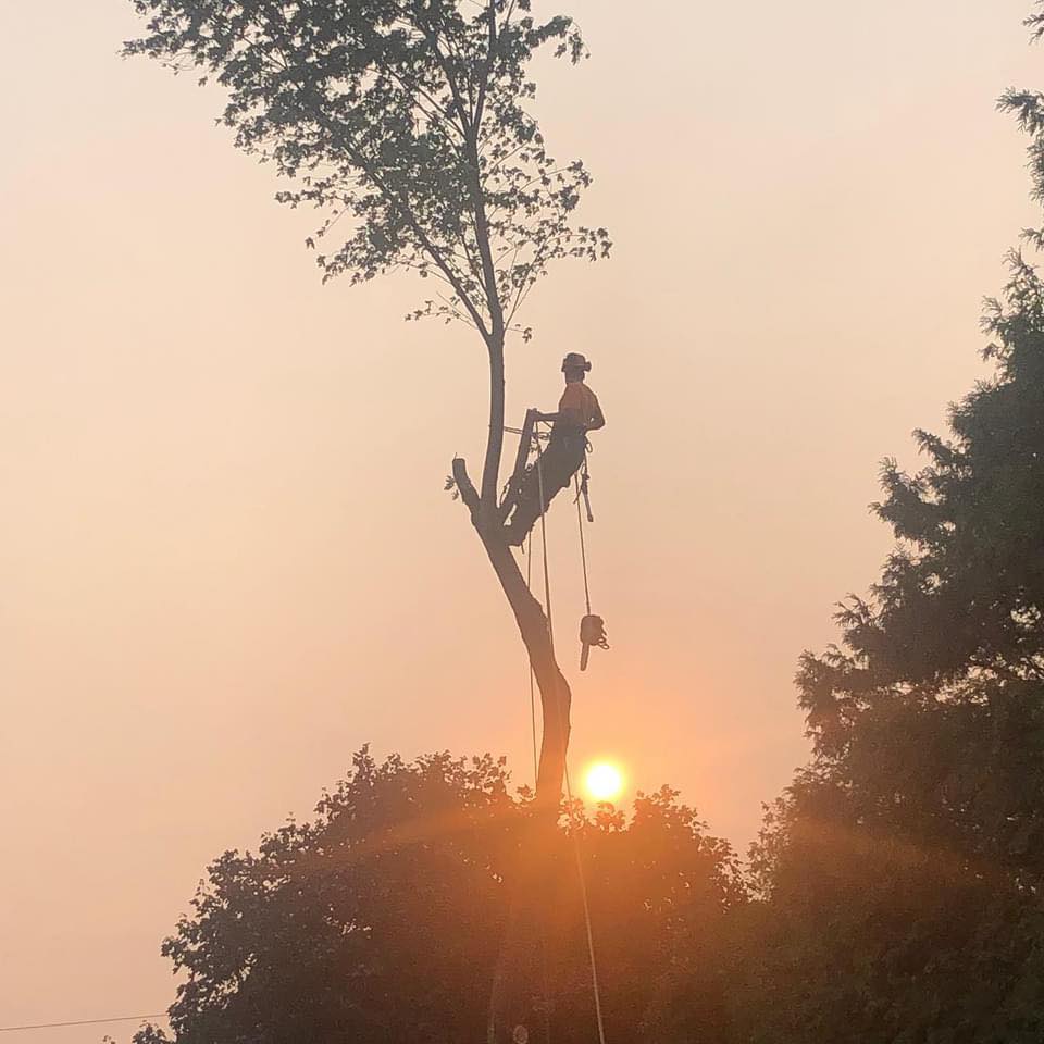Out On A Limb - Tree Service | Kingsville ON