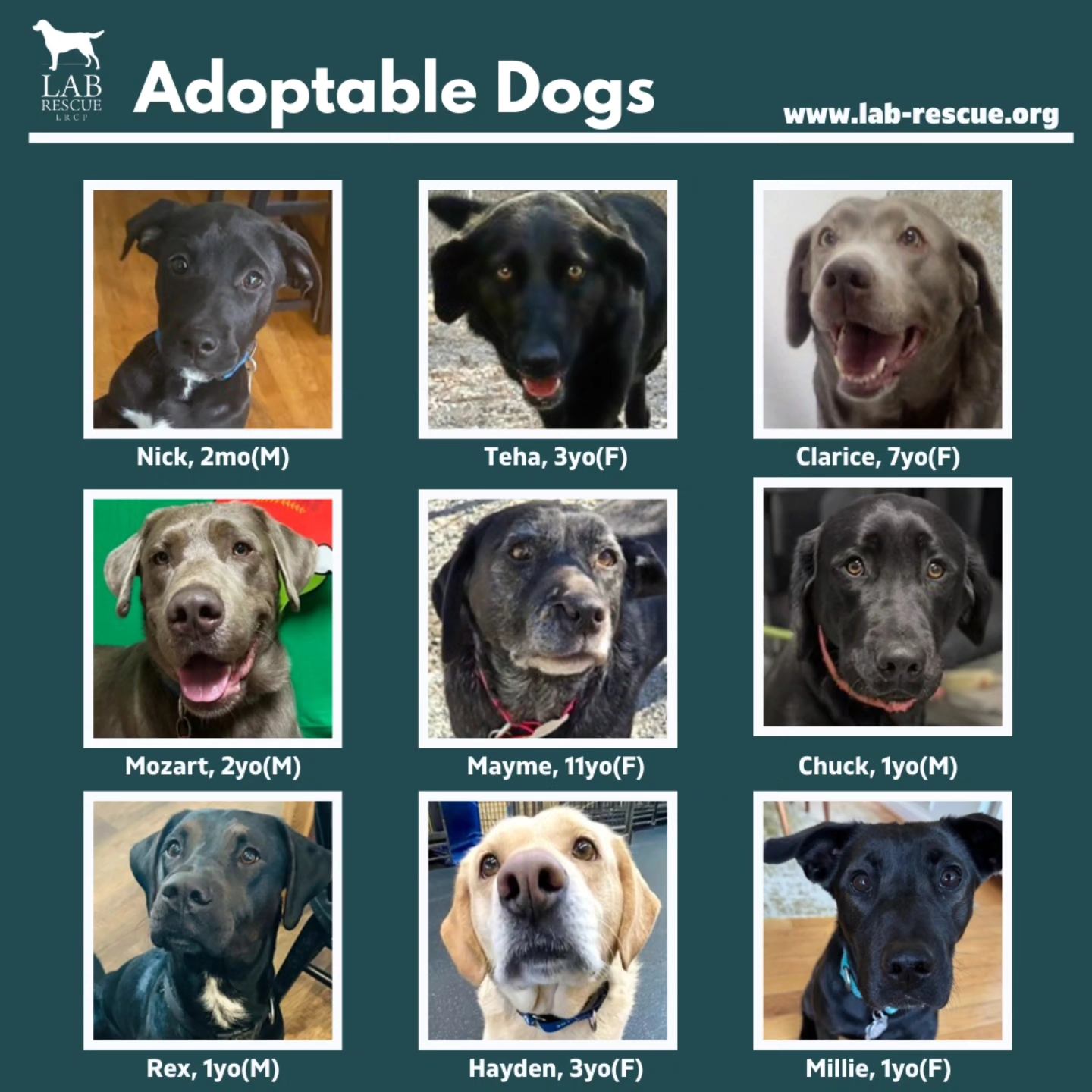 Lab Rescue LRCP - Our adoption coordinators are ready to...