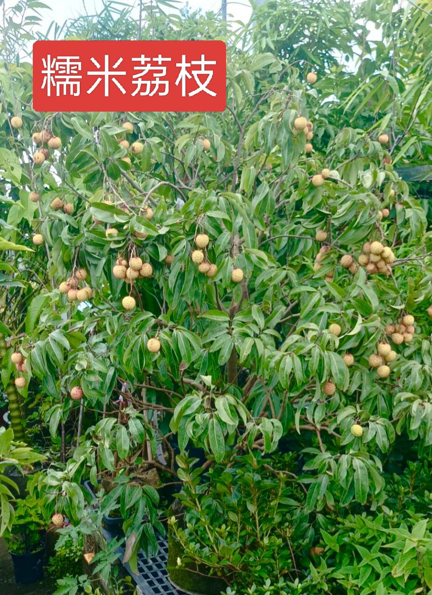 纖立素果苗 - 🥰喜歡荔枝的朋友們...如果🏠家裡沒有可以種植的農地~沒關係‼️那就千萬不要錯過....這🪴盆栽栽種的糯米荔枝..😍哇~直接搬 ...
