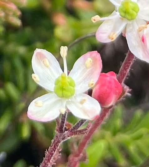 🌿🥀 オダマキを ふた鉢 お花屋さんで一目惚れして買いました