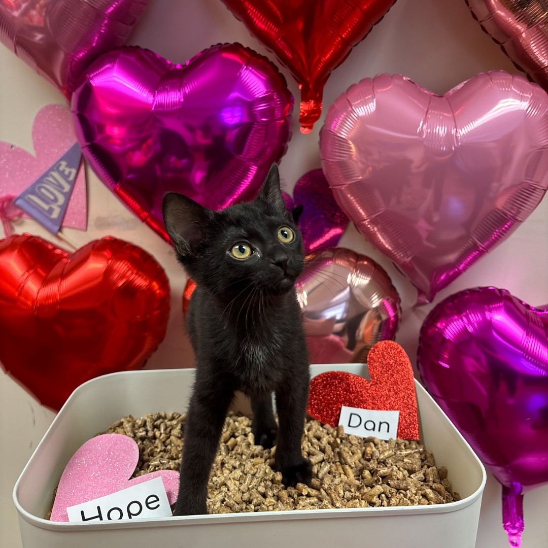 💔 Love Stinks, but... - Charlottesville-Albemarle SPCA