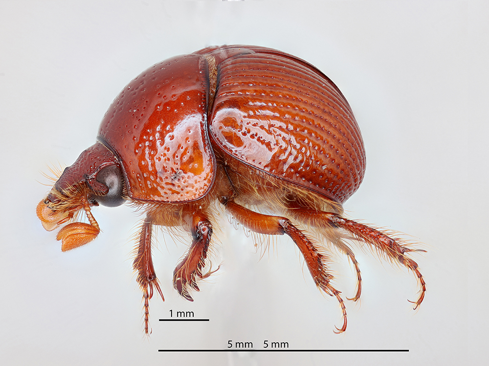 Are these two Bolbocerastes beetles different species? | McNeal, AZ