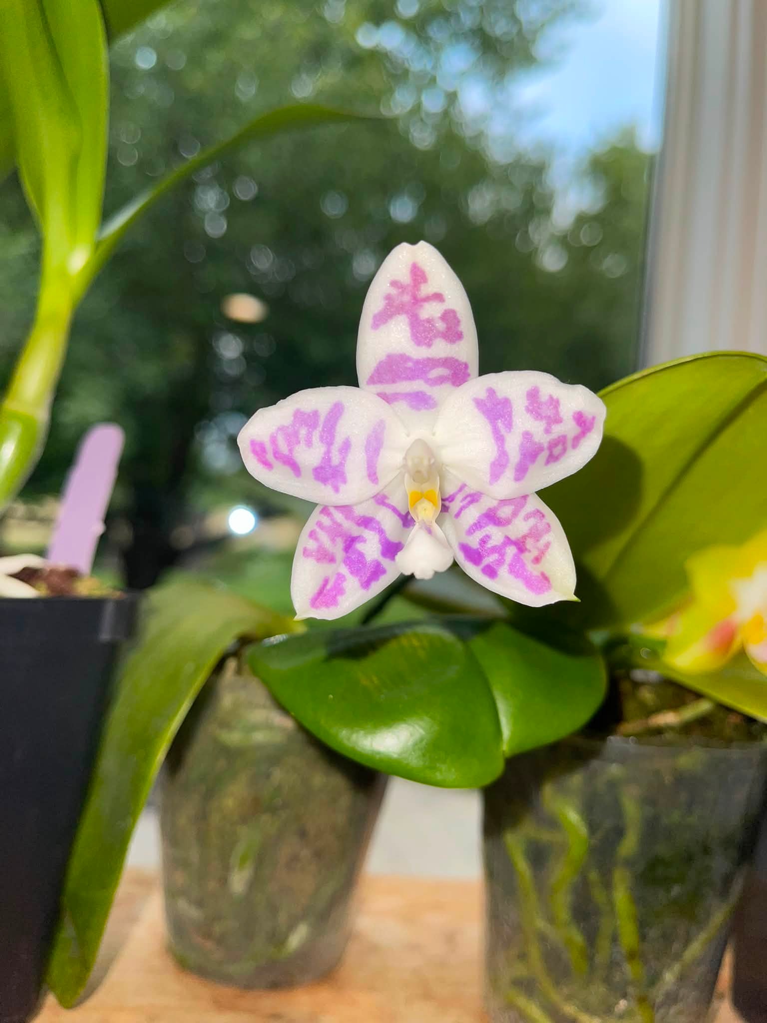 苗 胡蝶蘭Jamboree Blossom x Liou Blue Parrot