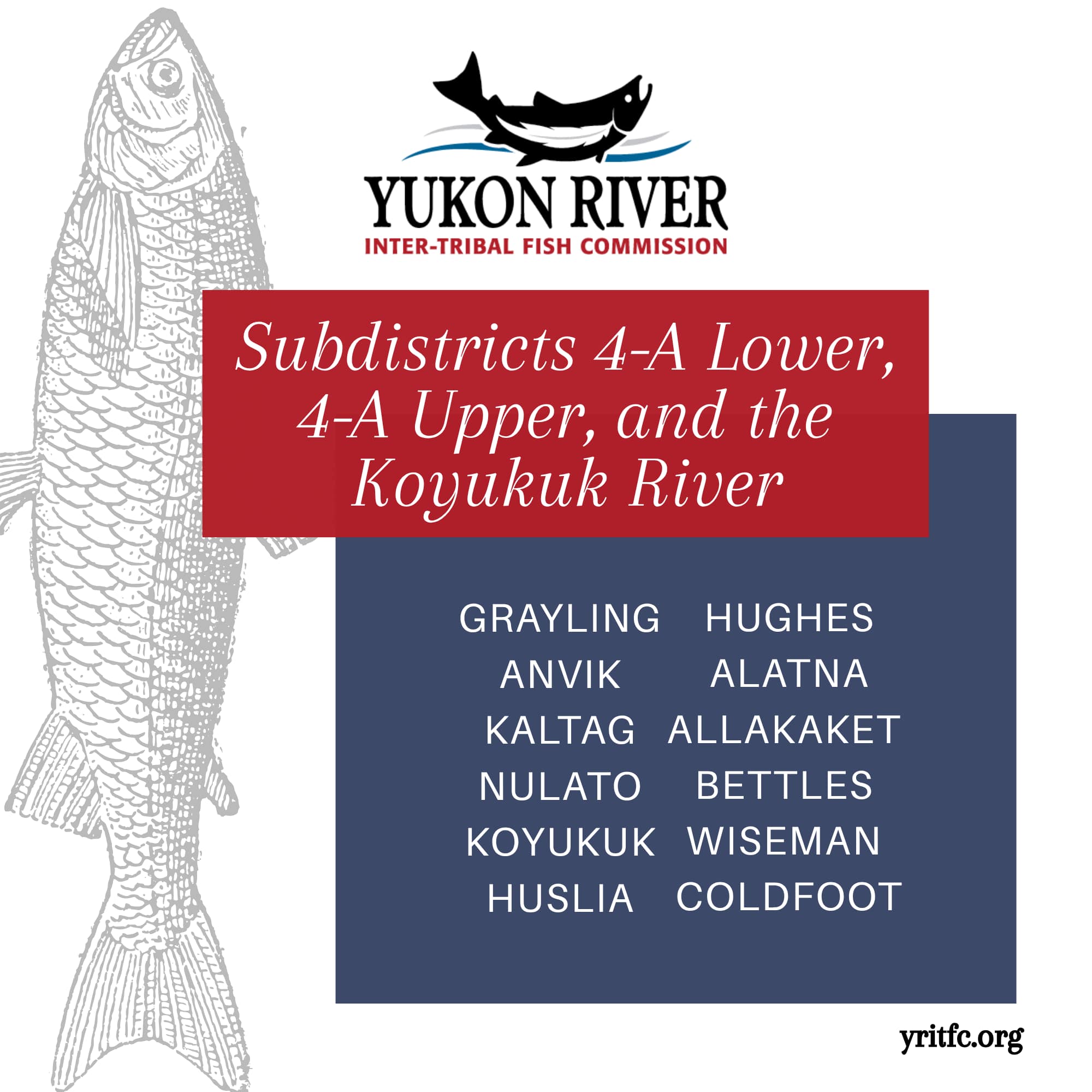 Yukon River... - Yukon River Inter-Tribal Fish Commission
