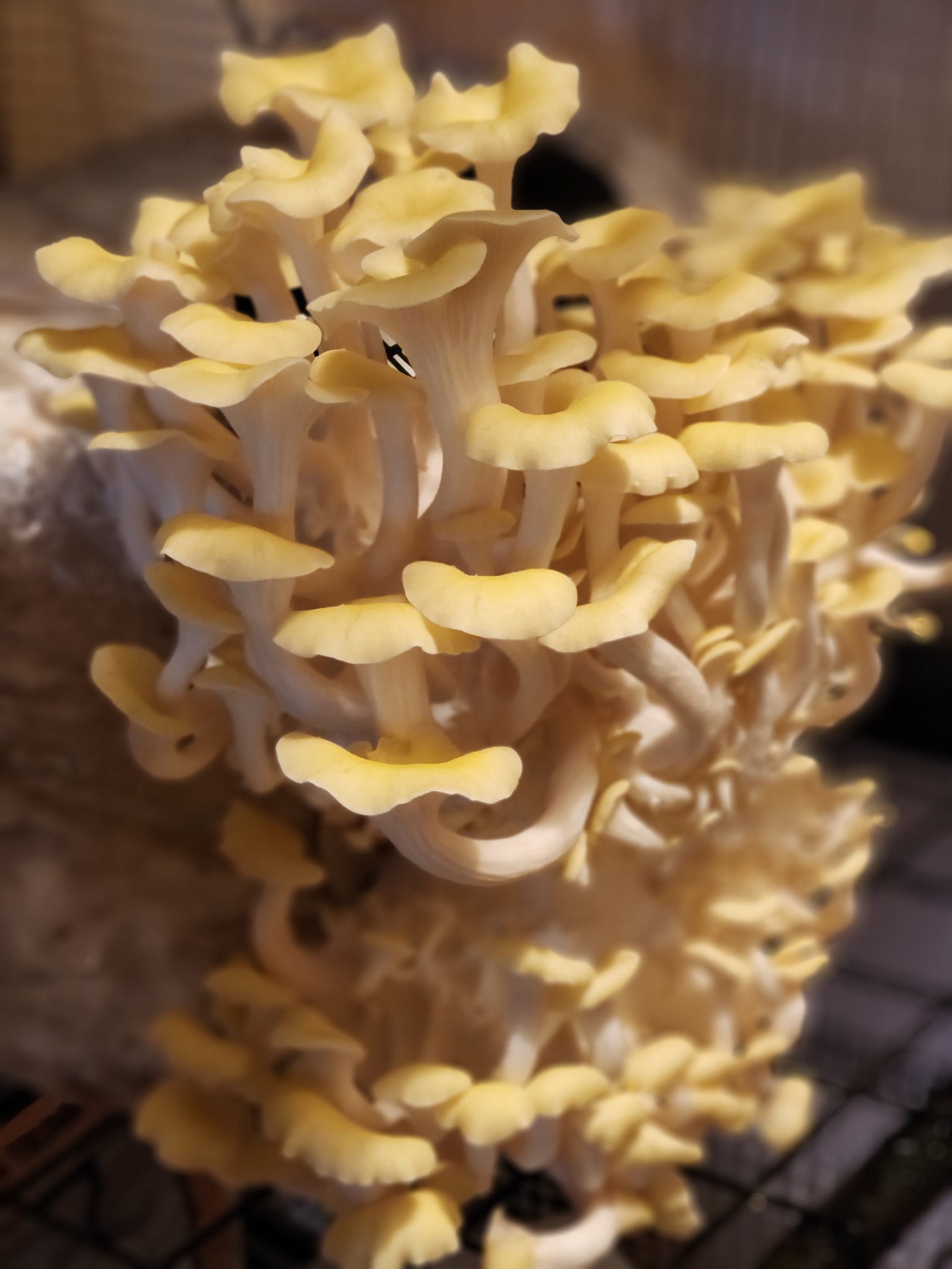 Strong Roots Organic Farm | Woodward PA