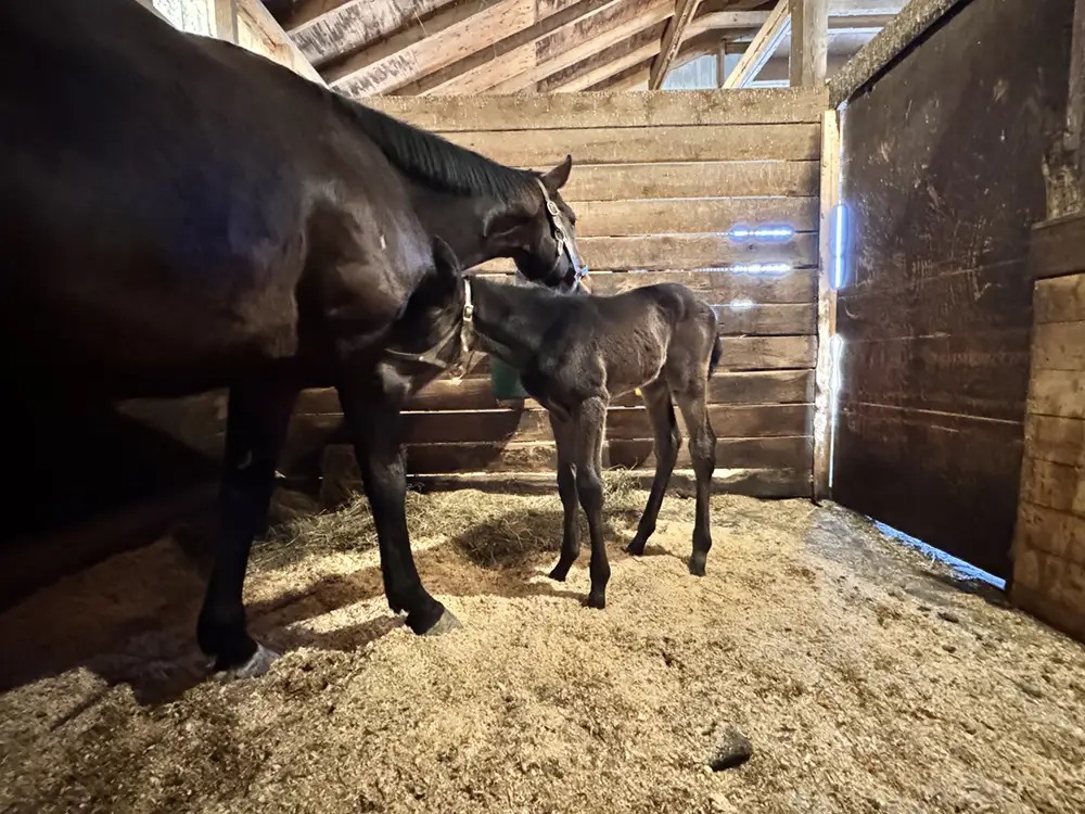 St. Patrick's Racing Stable
