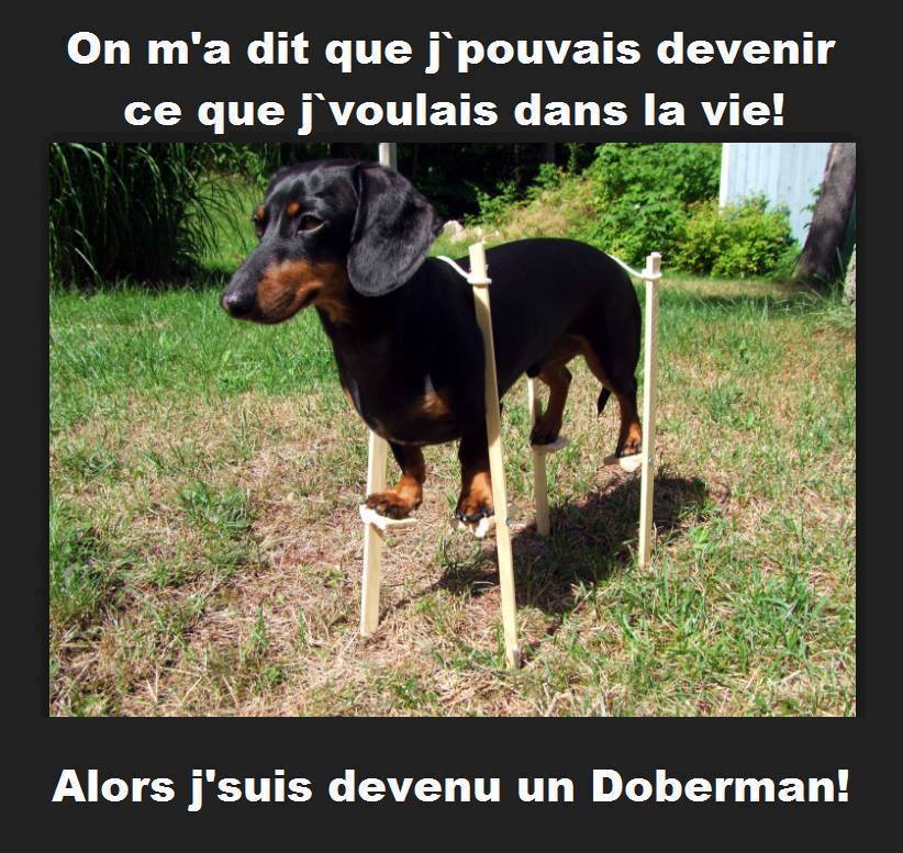 ღ Humour Bêtes ღ