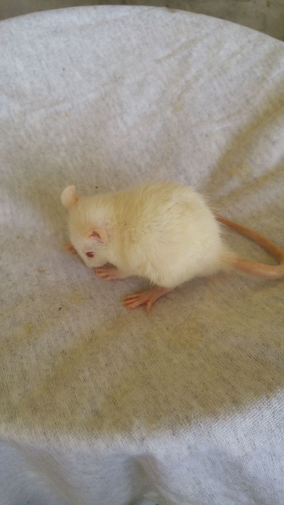 Deltona Rattery - DRAT | Daytona Beach FL