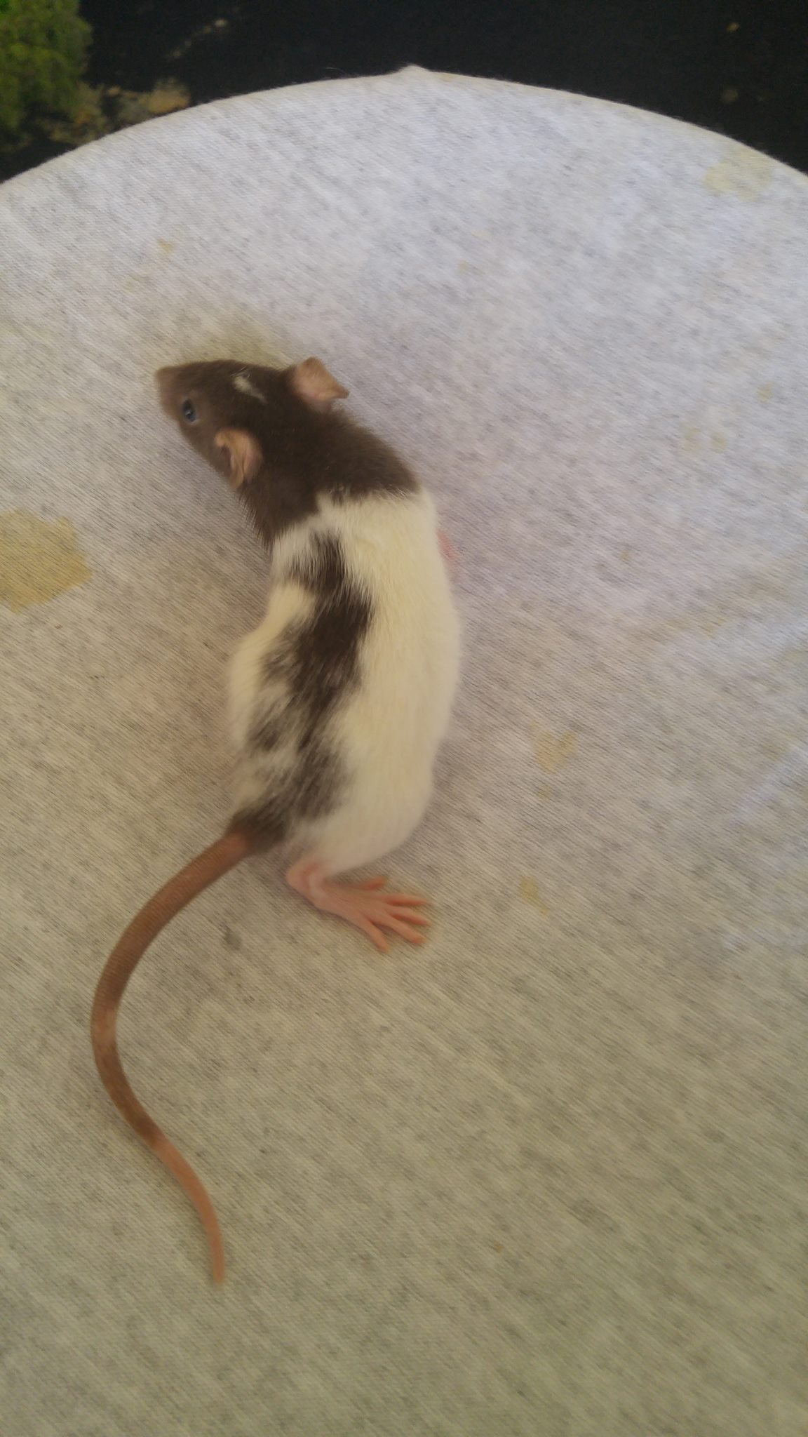 Deltona Rattery - DRAT | Daytona Beach FL
