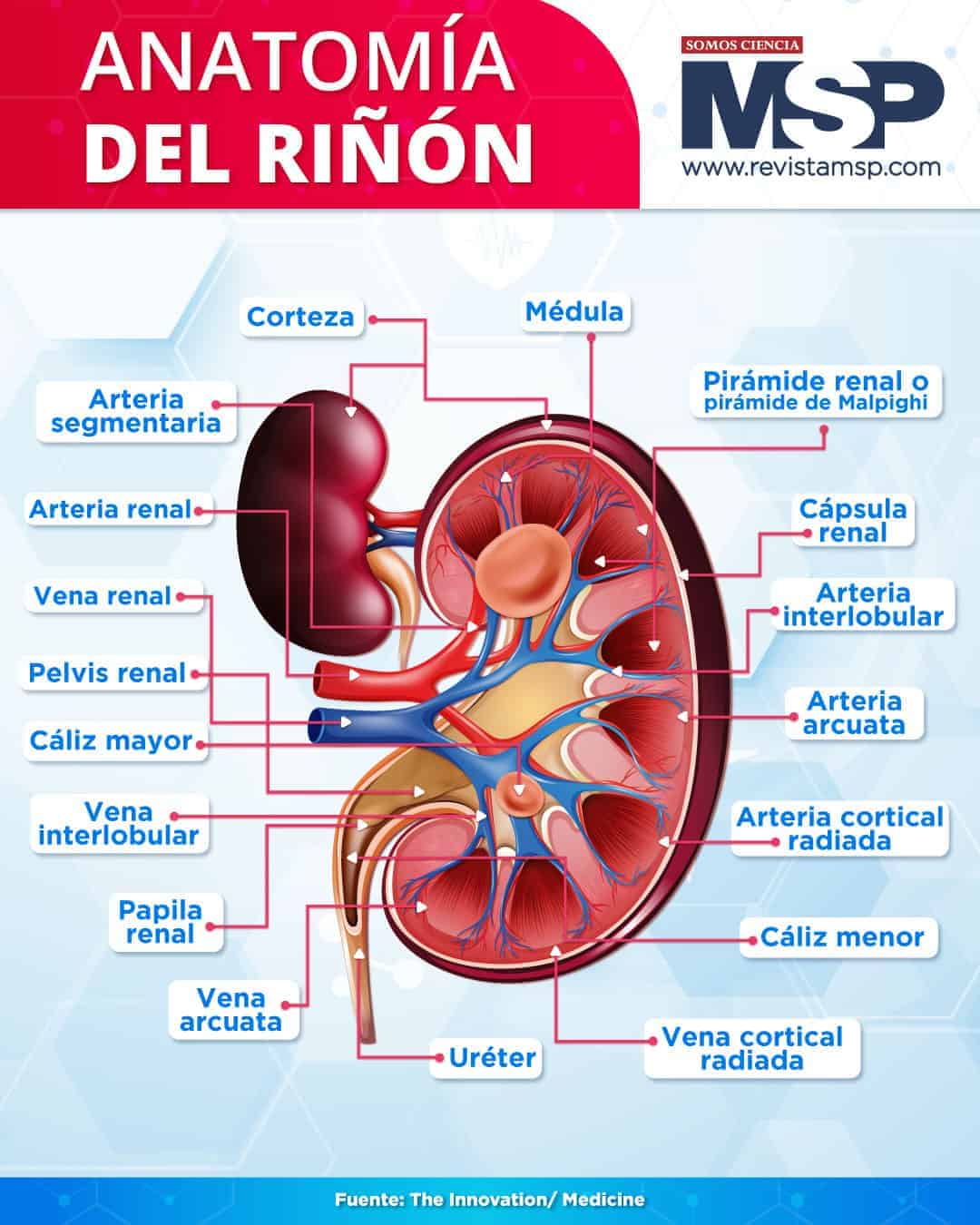#InfografíaMSP Los... - Revista Medicina y Salud Pública | Facebook
