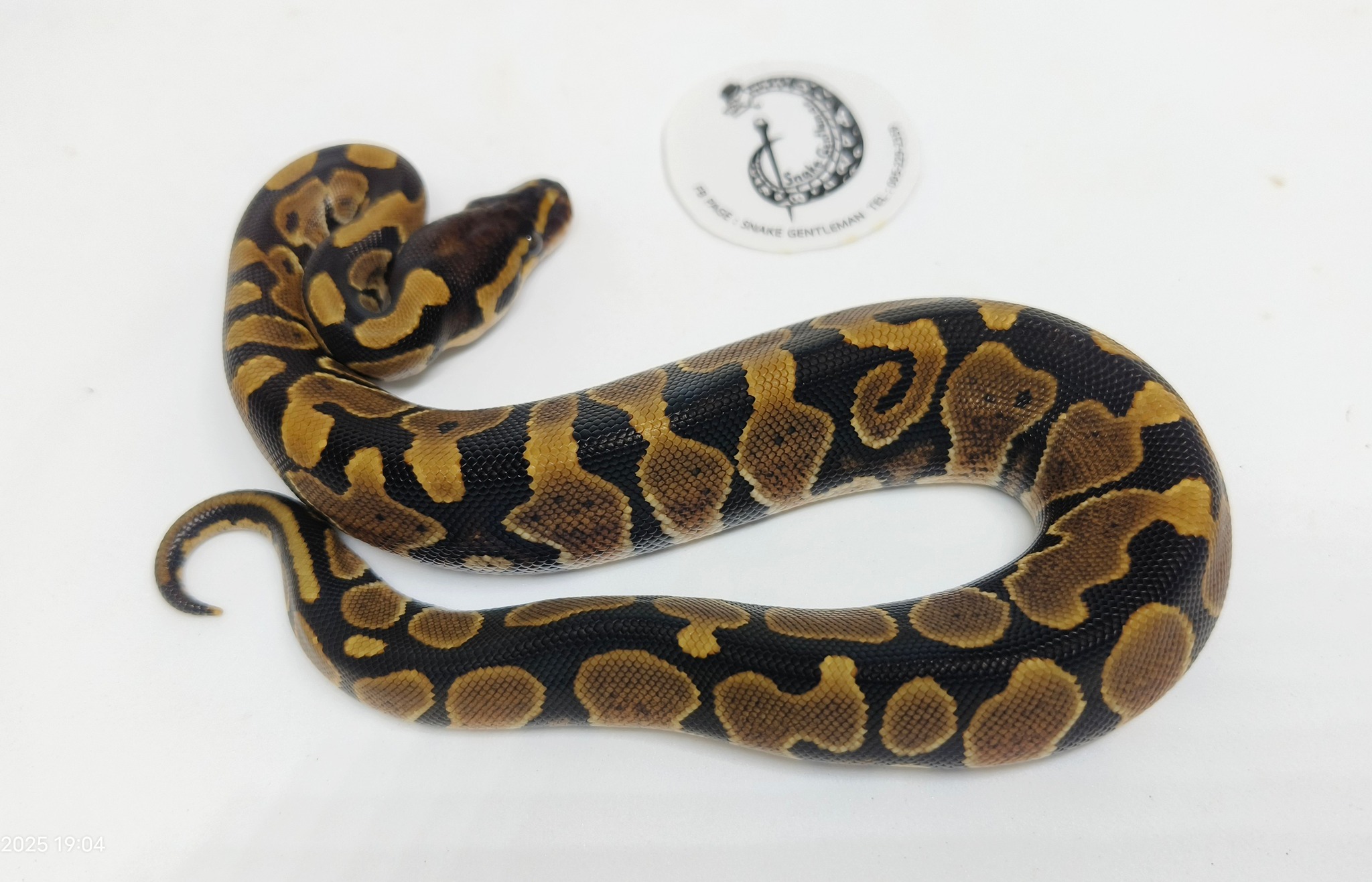 Snake Gentleman | Phuket