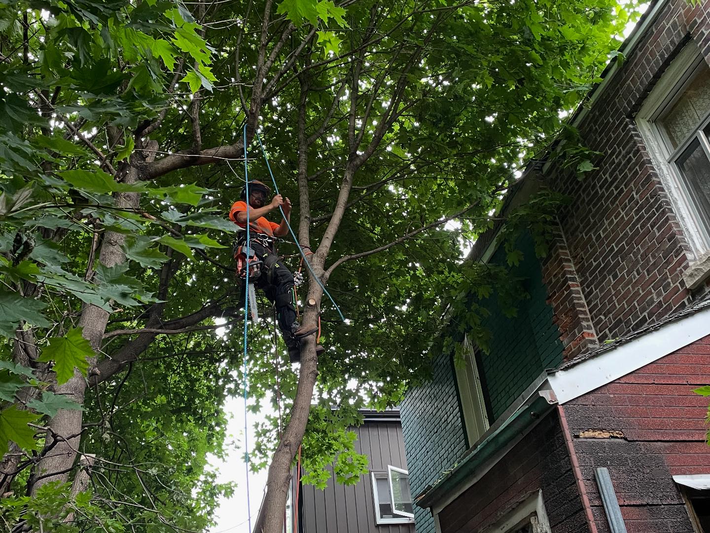 Vista Tree Management | Toronto ON