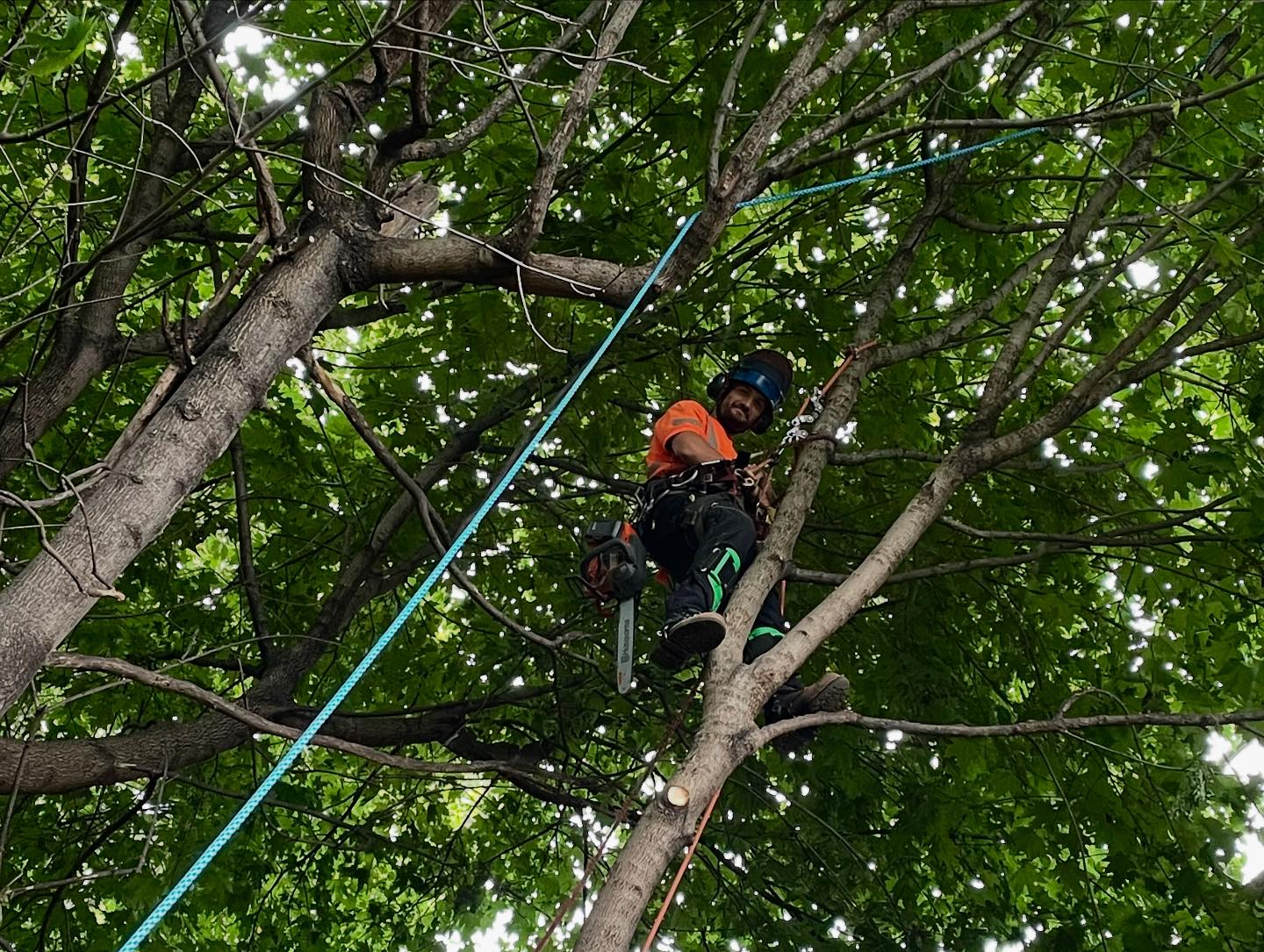 Vista Tree Management | Toronto ON