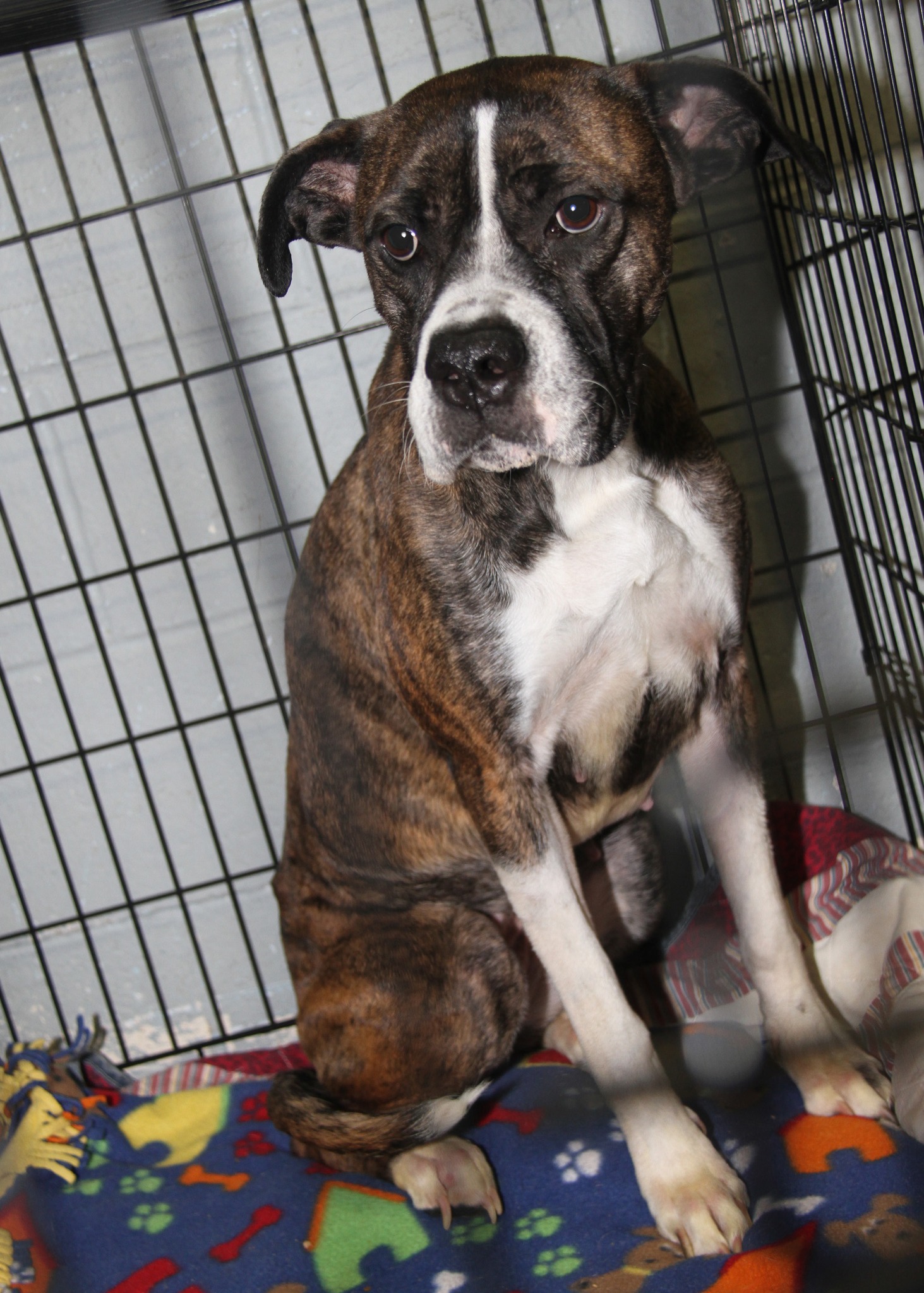 Humane - **SPAYED (PHOTOS 4/6/2025) (Adopted 10/7/2025)** ... Bonnie is ...