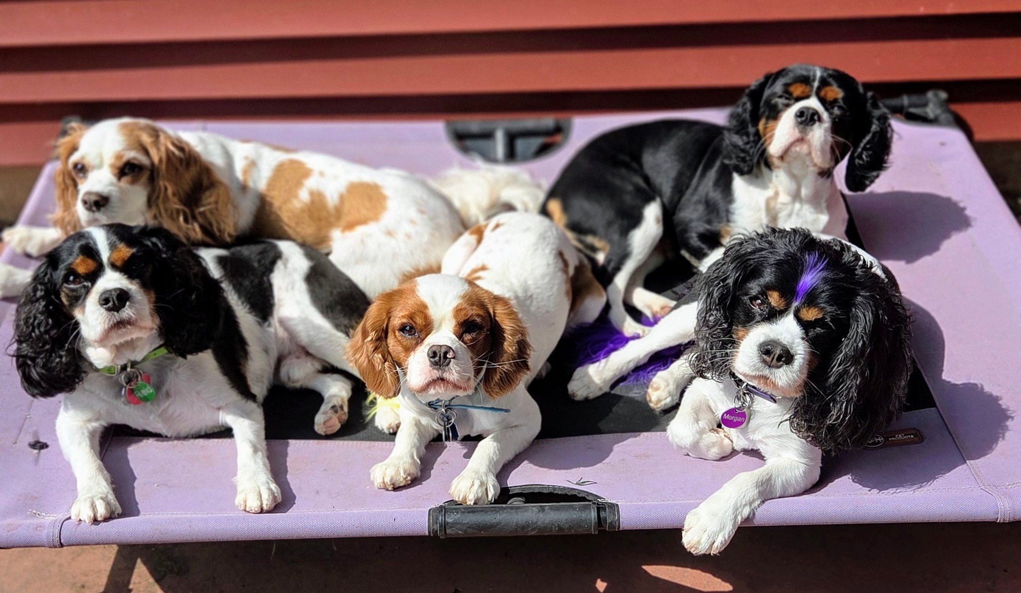 Norther... - Northern Lights AKC Cavalier King Charles Spaniel