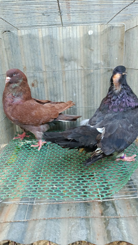 American Giant Runt Pigeon - James Franco Coop & Loft