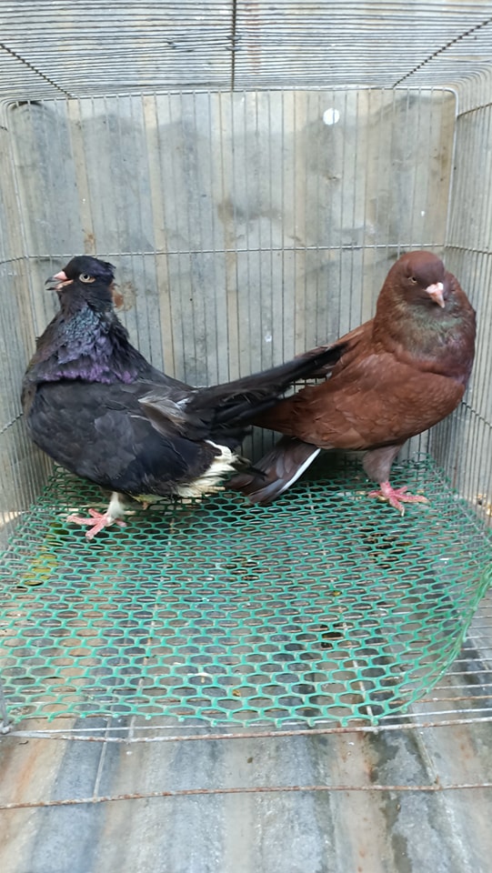 American Giant Runt Pigeon - James Franco Coop & Loft