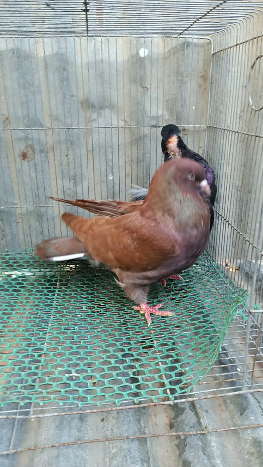 American Giant Runt Pigeon - James Franco Coop & Loft