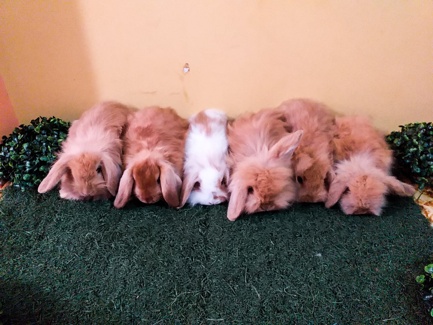 Imperial Rabbit
