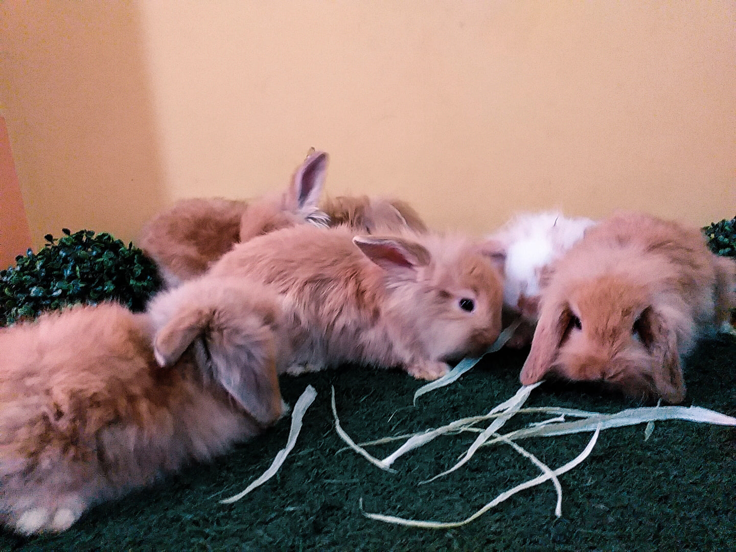 Imperial Rabbit