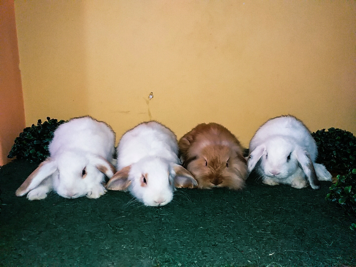 Imperial Rabbit