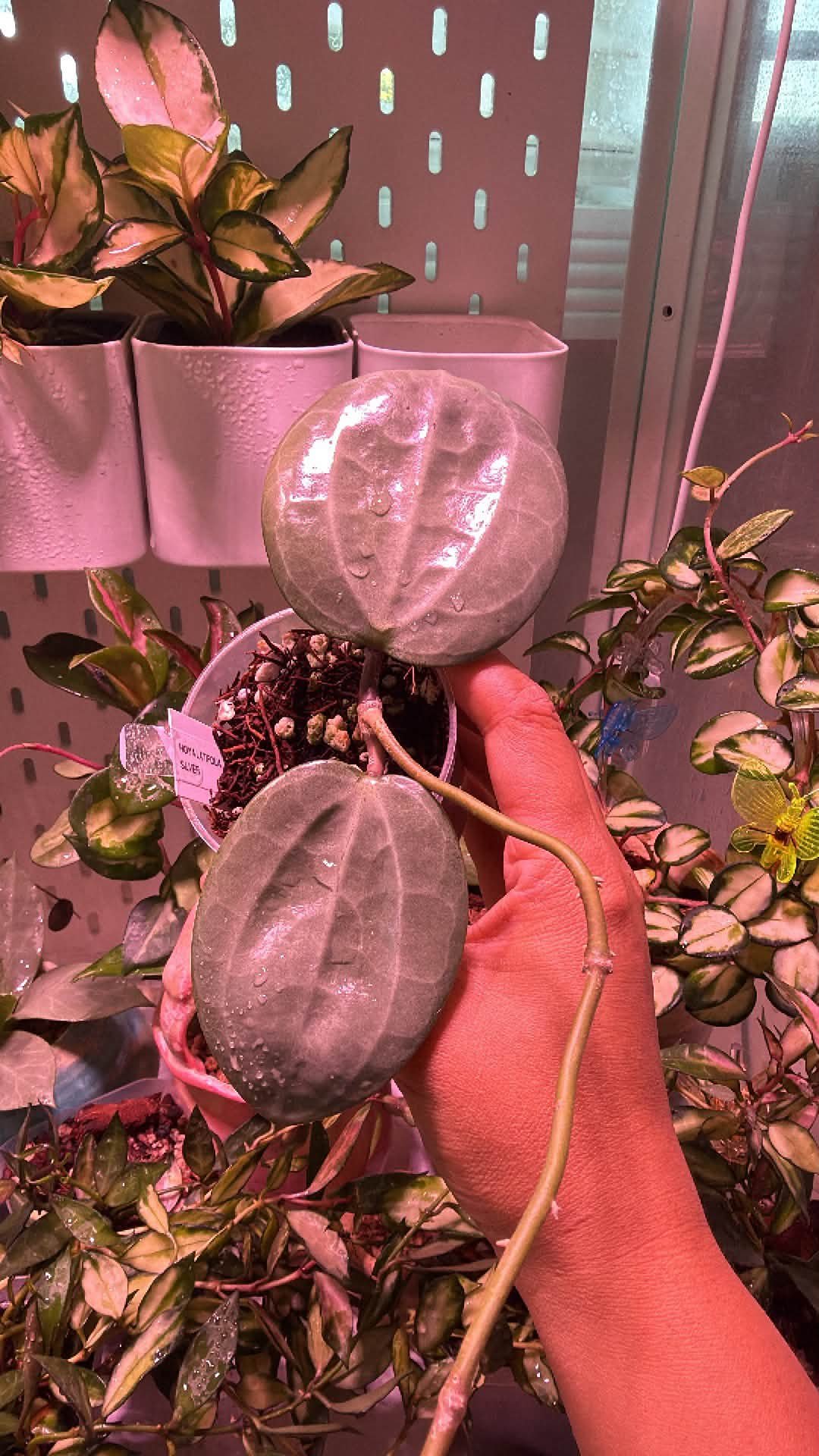 Hoya Imbricata red bigリーフ Hoya Imbricata red bigリーフ Hoya Imbricata red bigリーフ Hoya