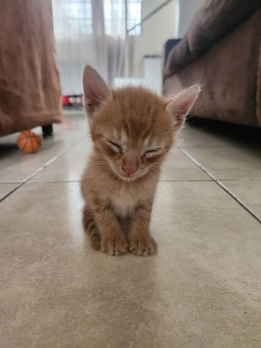 Lovely Kittens - ICON DEAD 😭💔 With heavy hearts, we... | Facebook