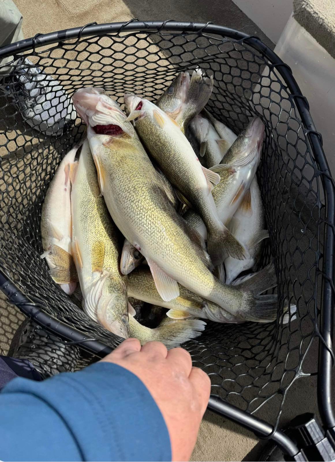 Detroit River Walleye Fishing | Detroit MI