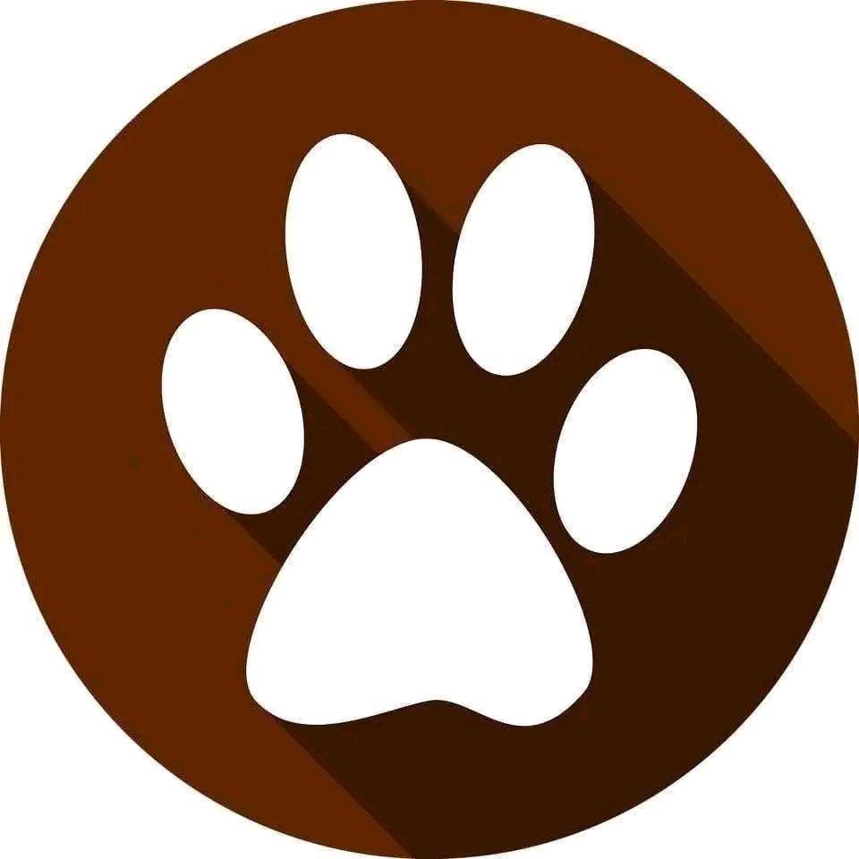 RESCUED GOLDEN DOODLE PUPPIES FOR ADOPTION AND REHOMING | Zeus went to ...