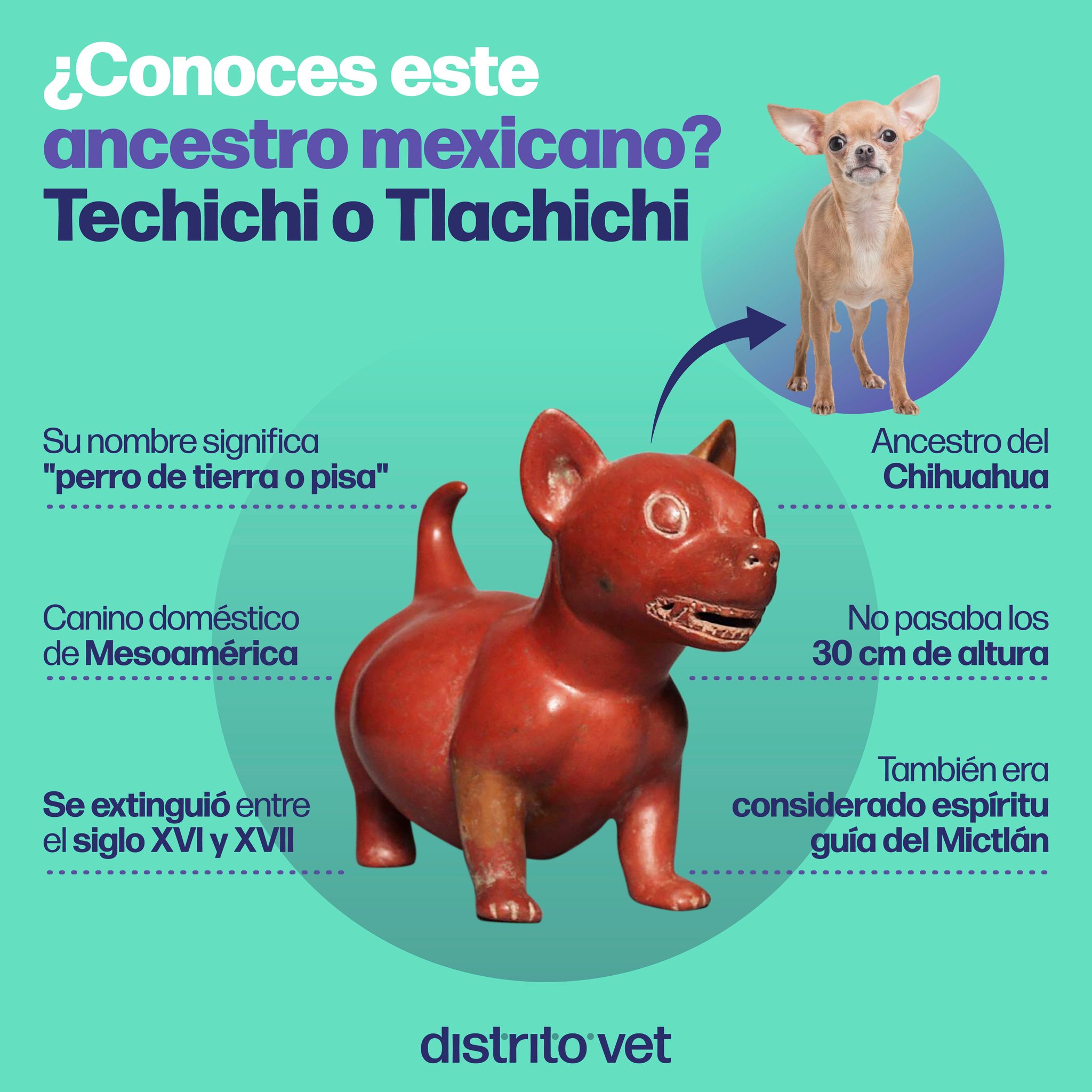 DistritoVet - 🐕 Hoy, en el día del perro en 🇲🇽 celebramos...