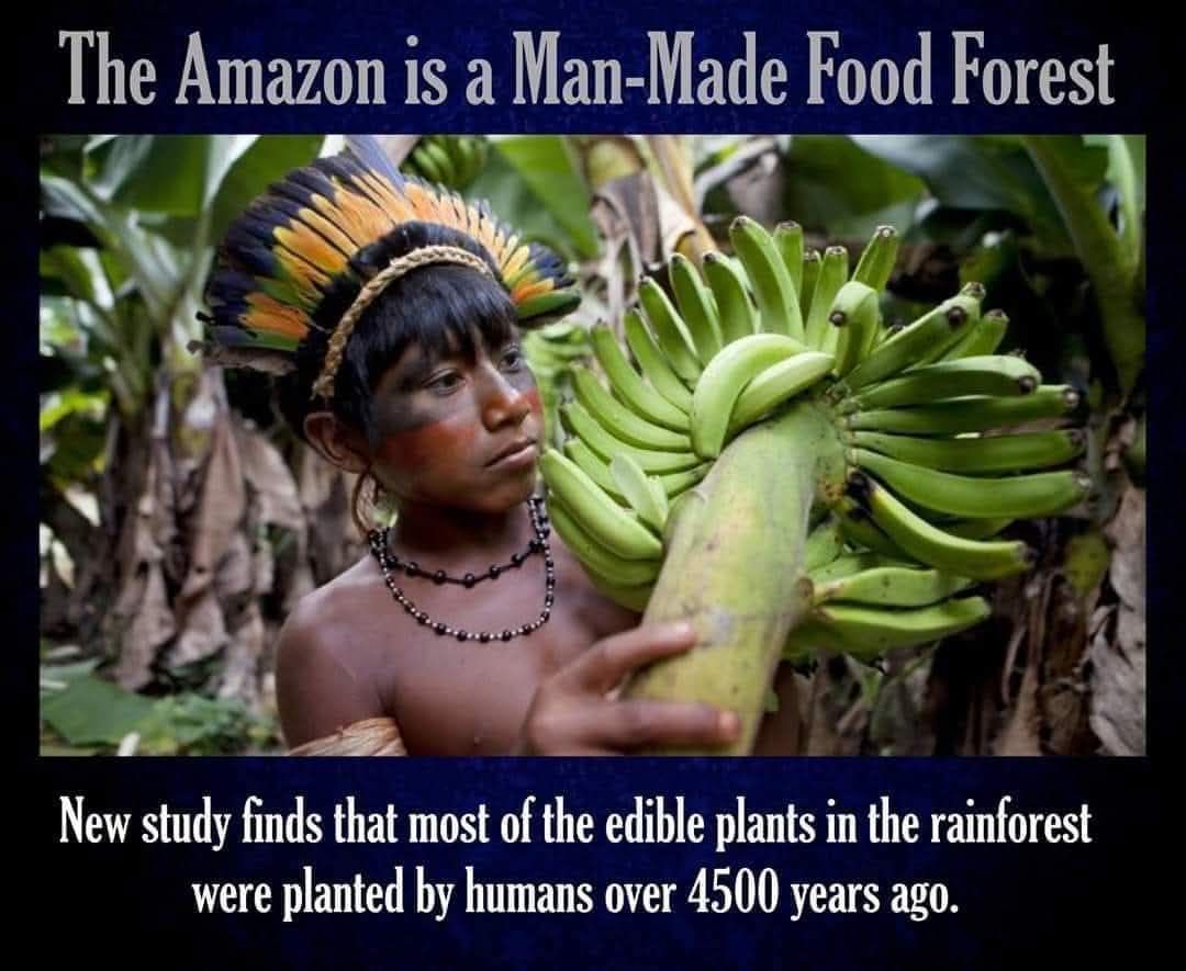 Food Forests For Food Autonomy | Natural Bridge QLD